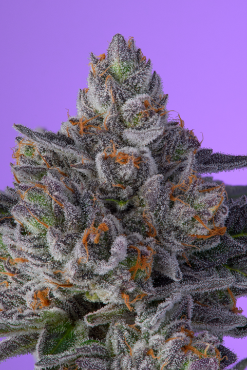 Violet Sky Gallery Image