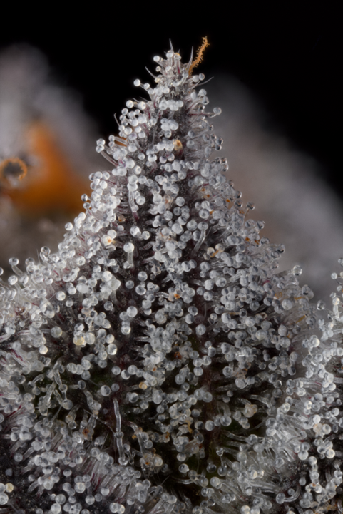 Violet Sky Gallery Image