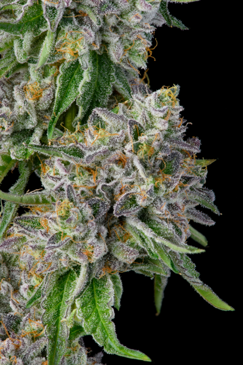 Khalifa Mints Gallery Image