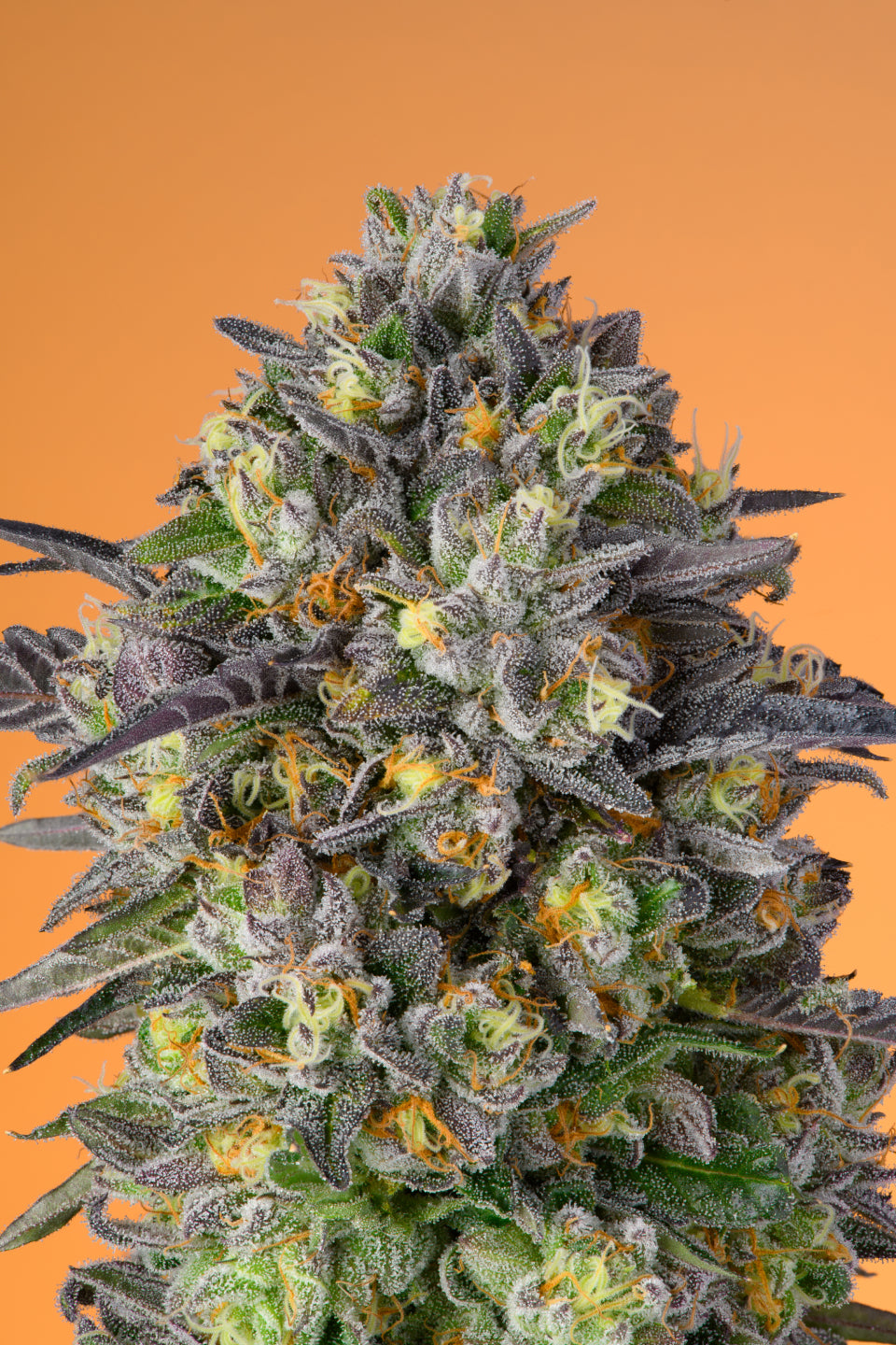 Baby Turtle Gallery Image