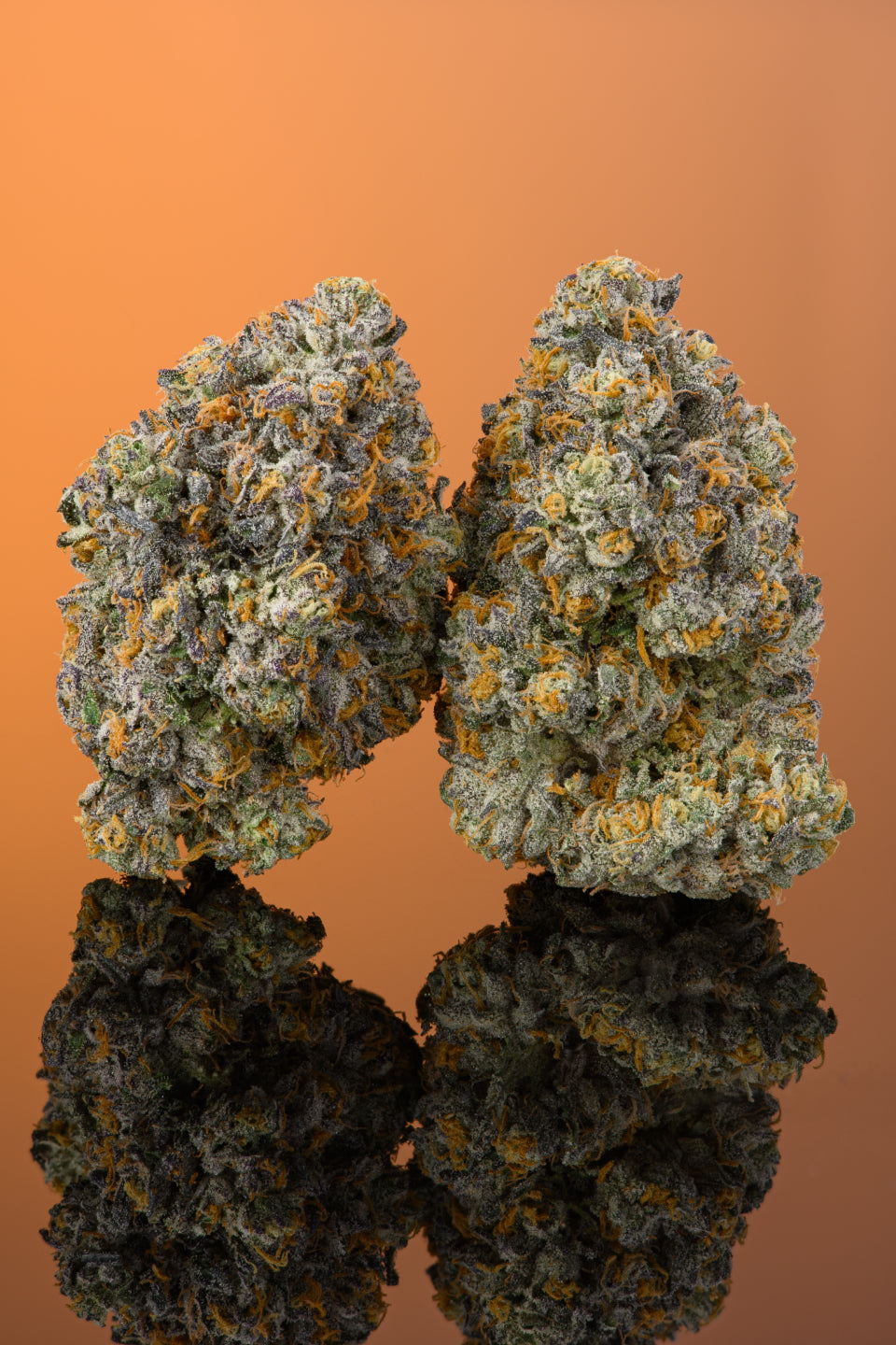 Baby Turtle Gallery Image