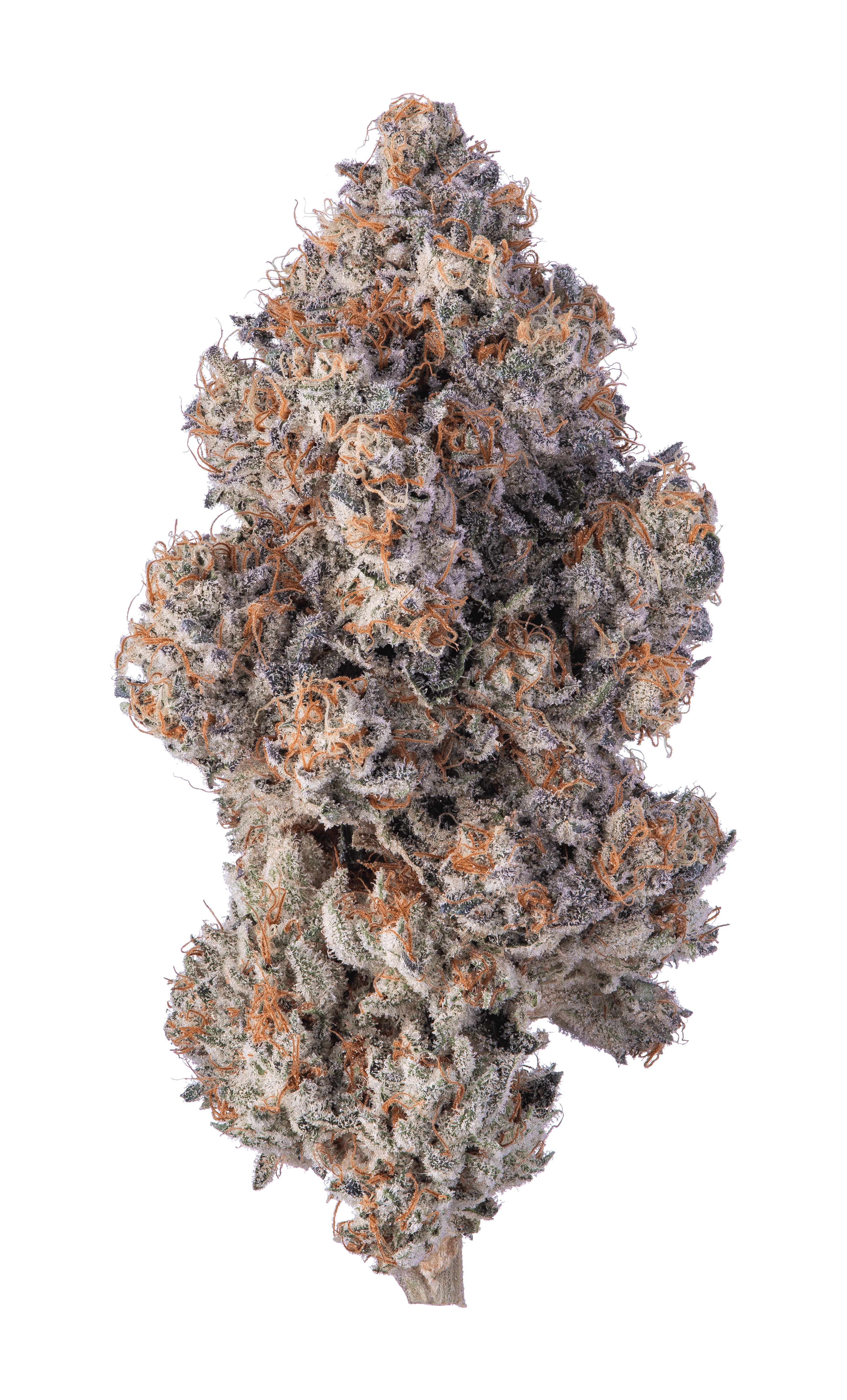 The Story of Khalifa Kush | Khalifa Kush