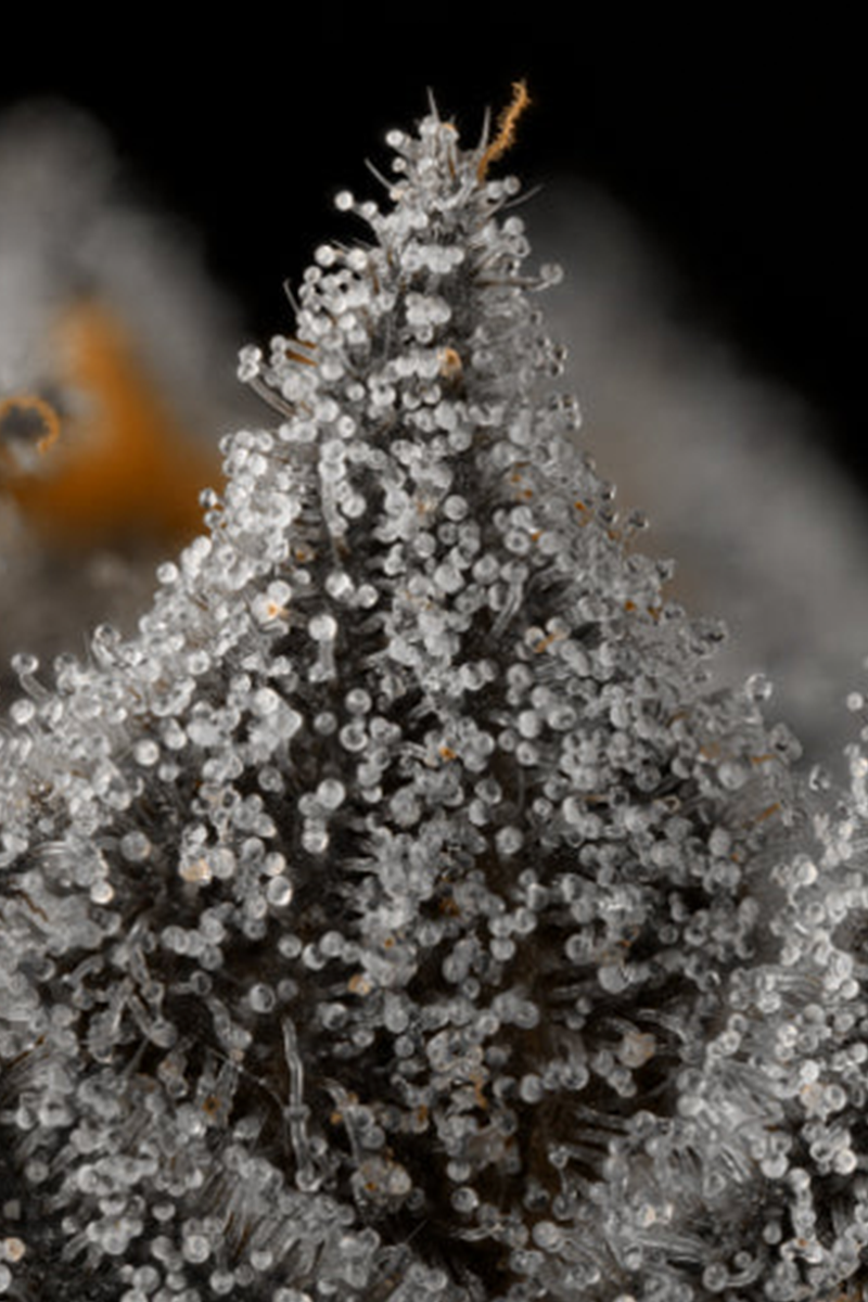 Baby Turtle Gallery Image